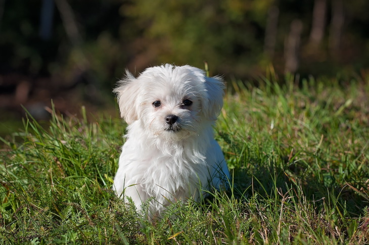 Longest-Living Dog Breeds Maltese