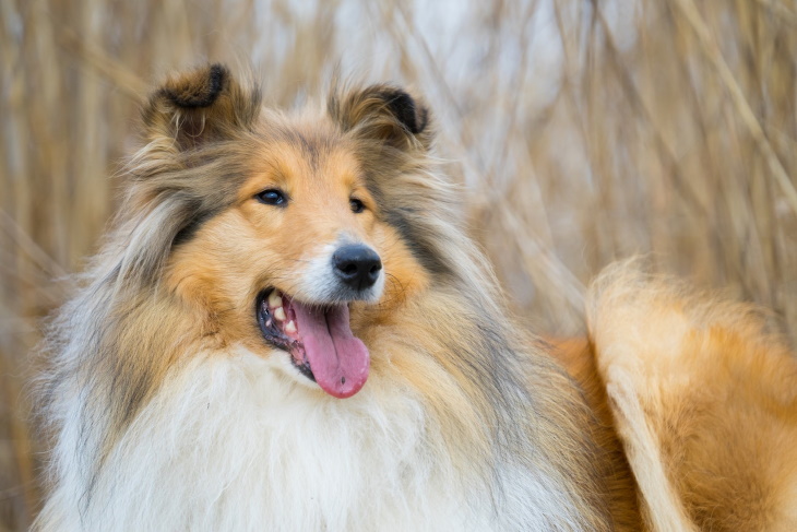 Longest-Living Dog Breeds Scottish Collie
