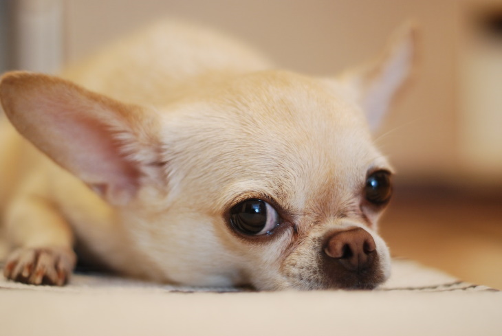 Longest-Living Dog Breeds Chihuahua