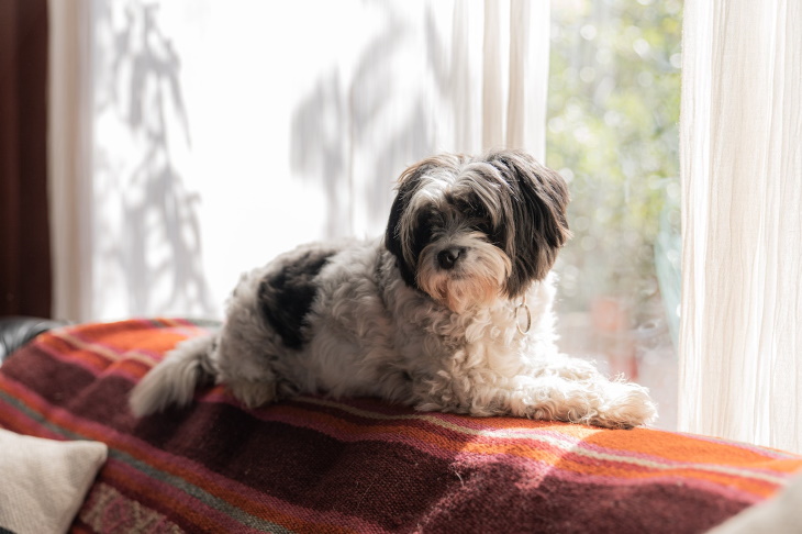 Longest-Living Dog Breeds Shih Tzu