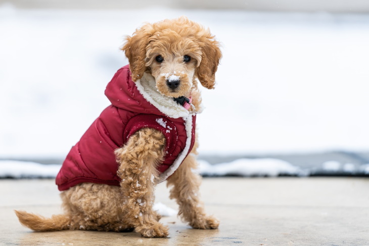 Longest-Living Dog Breeds Toy Poodle 