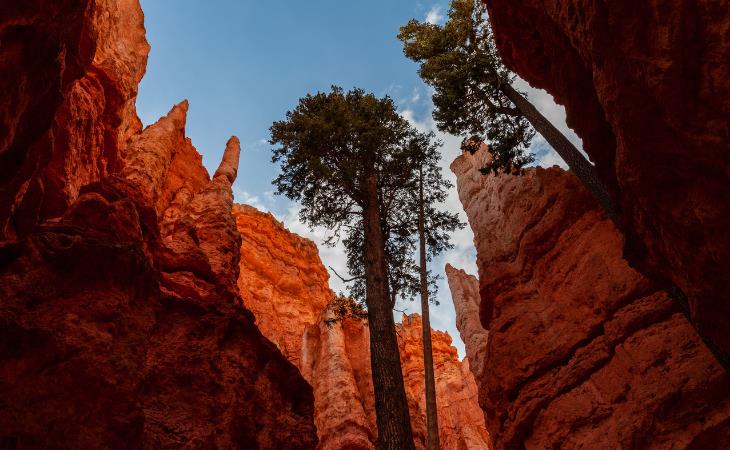 Bryce Canyon - hoodoos and the forest