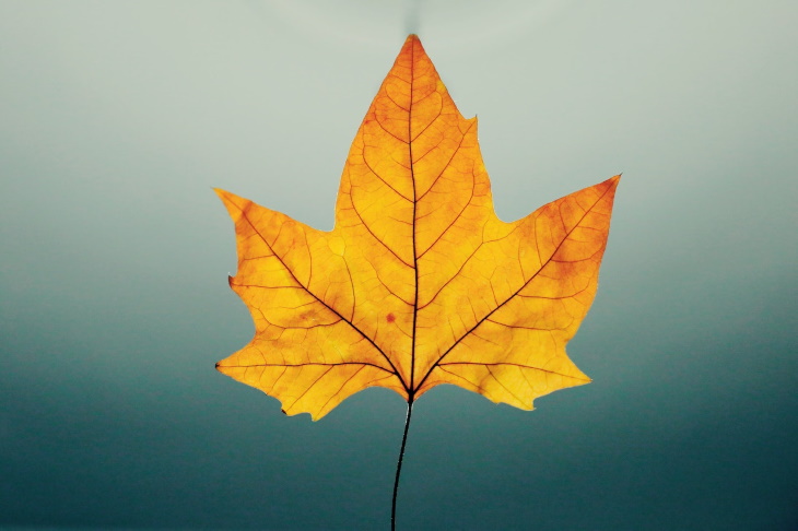 Repurposing Fall Leaves beautiful yellow leaf