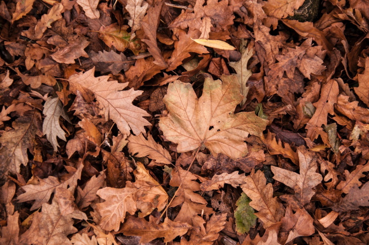 Repurposing Fall Leaves dry leaves