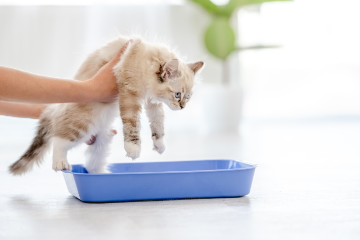 Gatos y Problemas Al Usar La Caja De Arena, gatito en una caja de arena