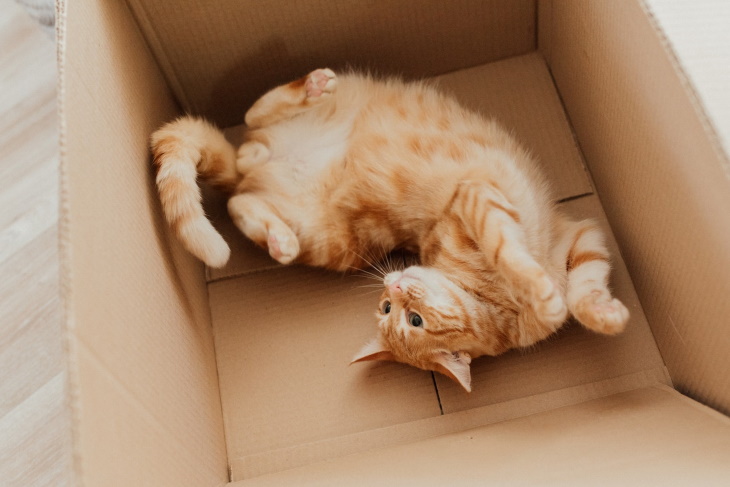 Gatos y Problemas Al Usar La Caja De Arena, gato en una caja de cartón