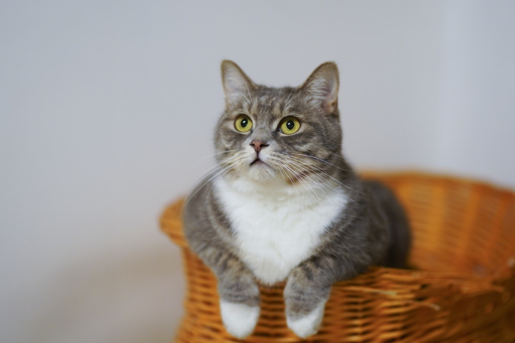 Gatos y Problemas Al Usar La Caja De Arena, gato en su cama