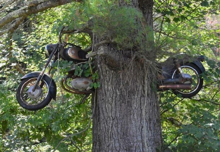 Trees DEVOURING Random Things, bike 