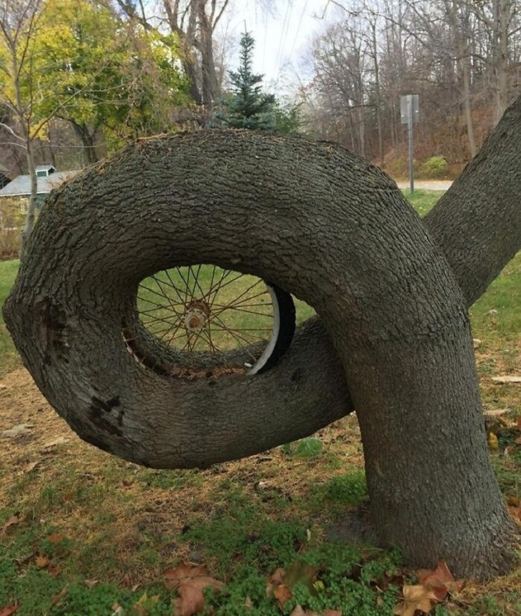 Trees DEVOURING Random Things, cycle 