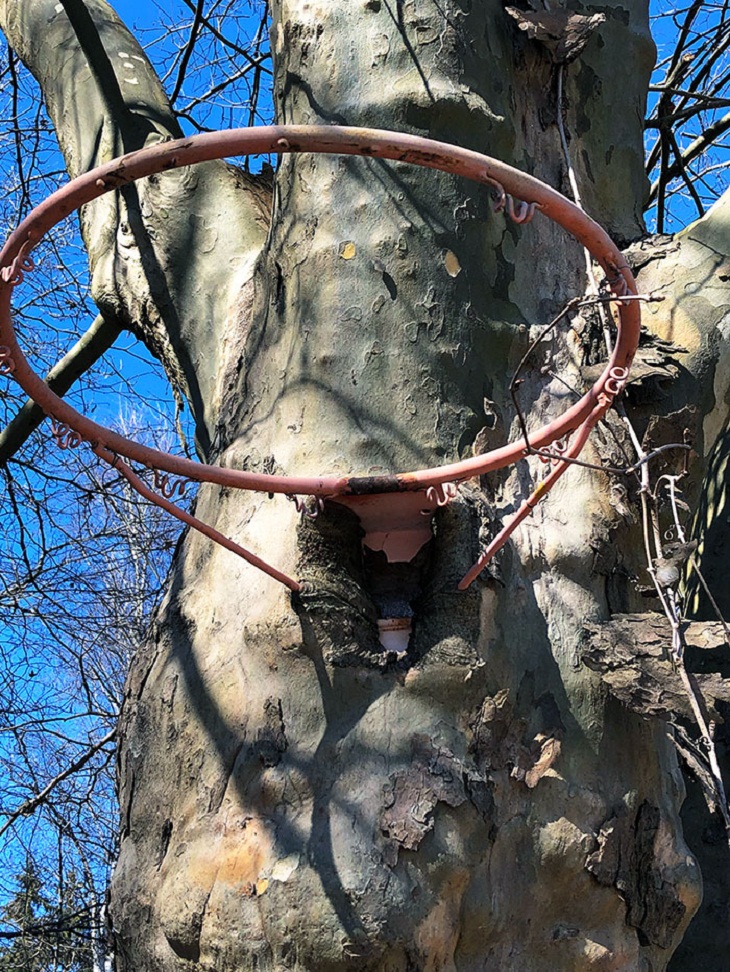 Trees DEVOURING Random Things, basketball hoop