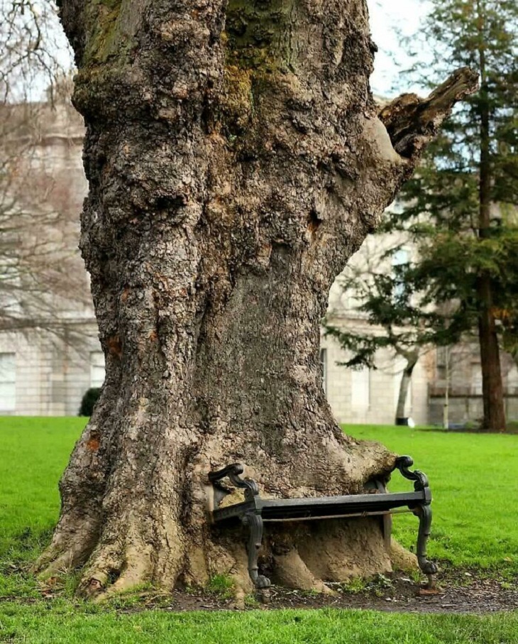 Trees DEVOURING Random Things, bench