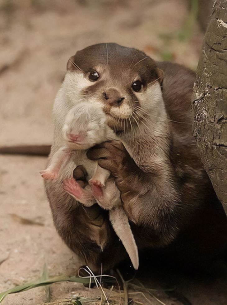 Otters otter mom