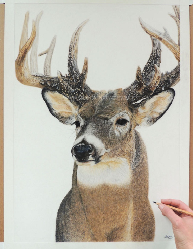 Hyperrealistic Animal Artworks, deer