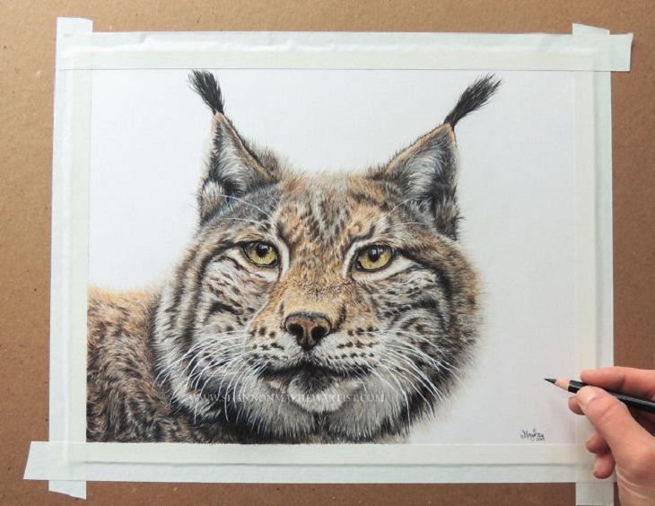 Hyperrealistic Animal Artworks, lynx