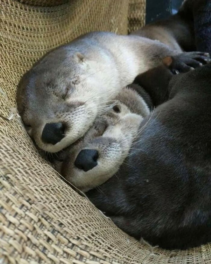 Otters cuddle nap
