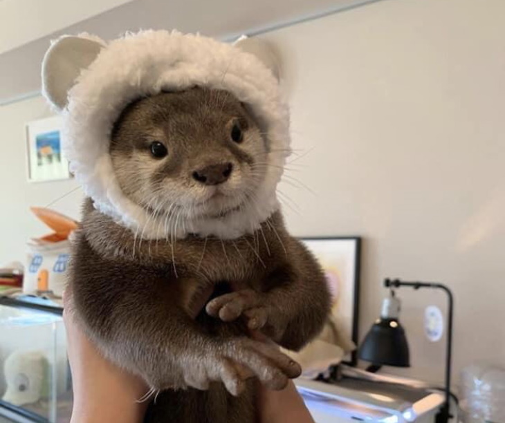 Otters otter in a hat