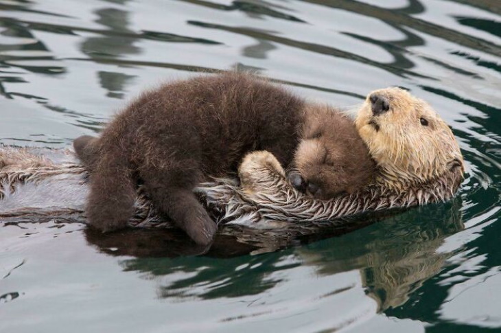 Otters Baby otter napping on its mother's belly