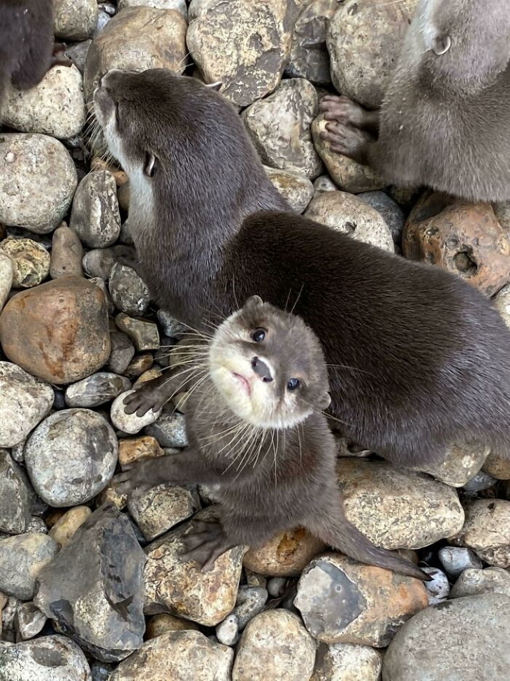 Otters curious baby otter