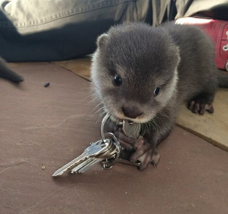 Otters baby otter keys