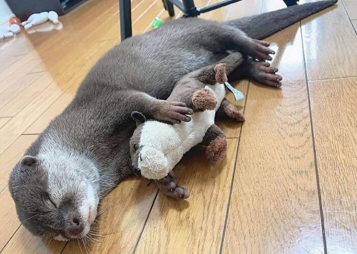 Otters otter sleeping with stuffed otter 