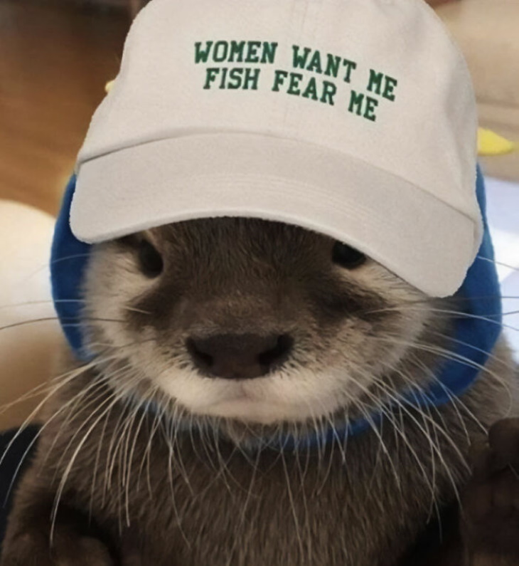 Otters Cool otter boy wearing a baseball cap