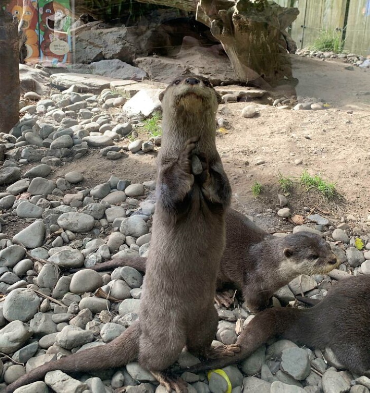 Otters showing off his favorite rock