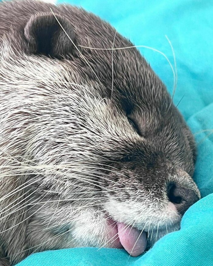 Otters sleeping with tongue out