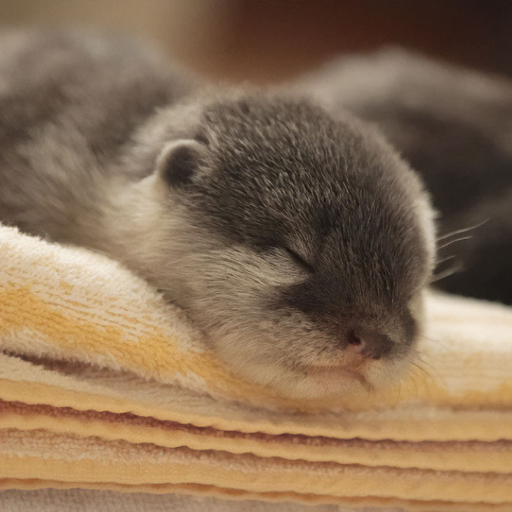 Otters sleeping baby otter