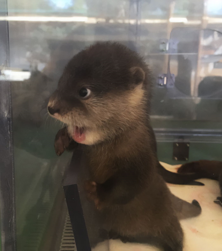Otters shocked baby otter