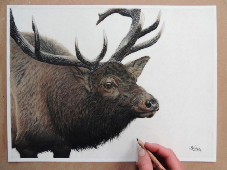 Hyperrealistic Animal Artworks, moose