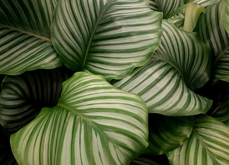 Temperamental Houseplants Calathea