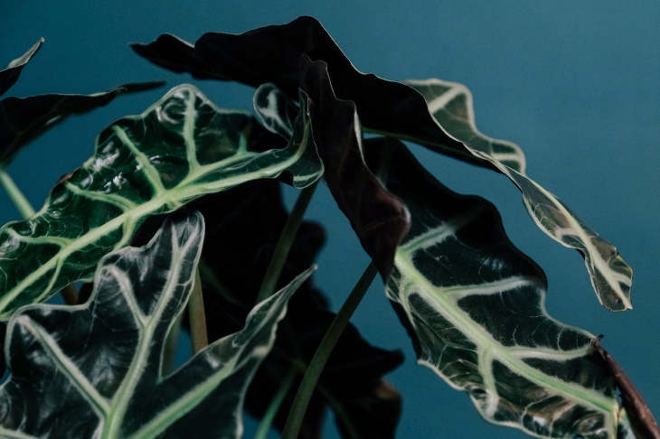 Temperamental Houseplants Elephant's ear (Colocasia esculenta)