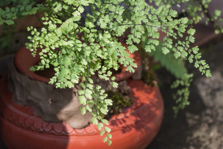 Temperamental Houseplants Maidenhair fern (Adiantum pedatum)