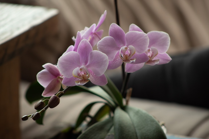 Temperamental Houseplants Orchid