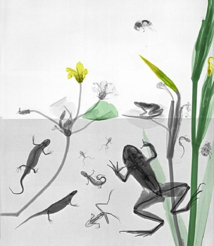 X-Rays of Nature, Salamanders