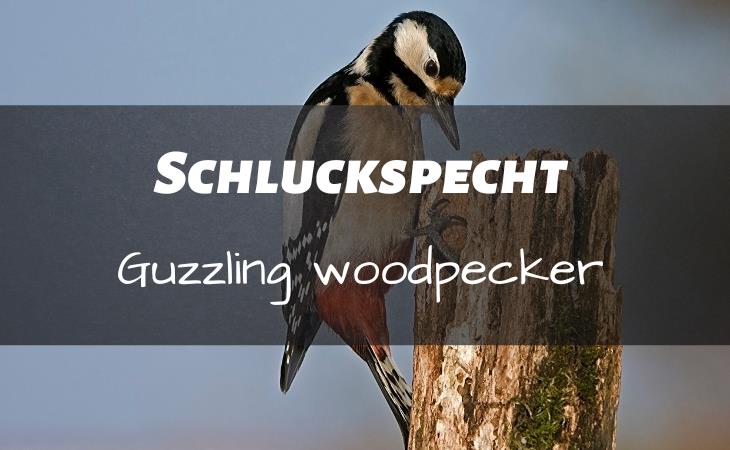 German Insults, woodpecker