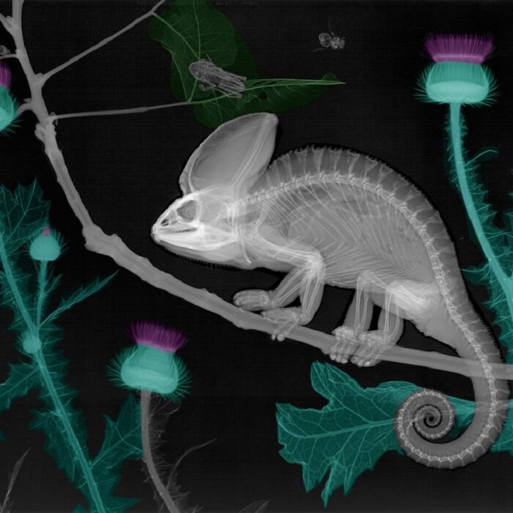 X-Rays of Nature, chameleon 