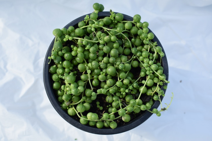 Temperamental Houseplants String of pearls (Senecio rowleyanus)