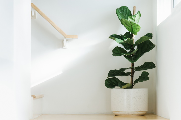 Temperamental Houseplants Fiddle leaf fig (Ficus lyrate)