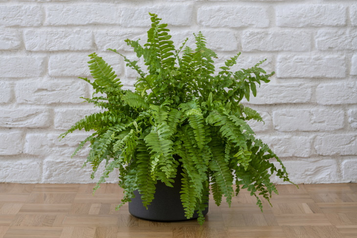 Temperamental Houseplants Boston fern (Nephrolepis exaltata)