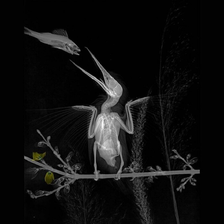 X-Rays of Nature, Kingfisher