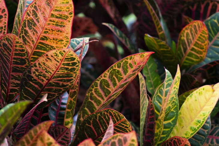 Temperamental Houseplants Croton (Codiaeum variegatum)