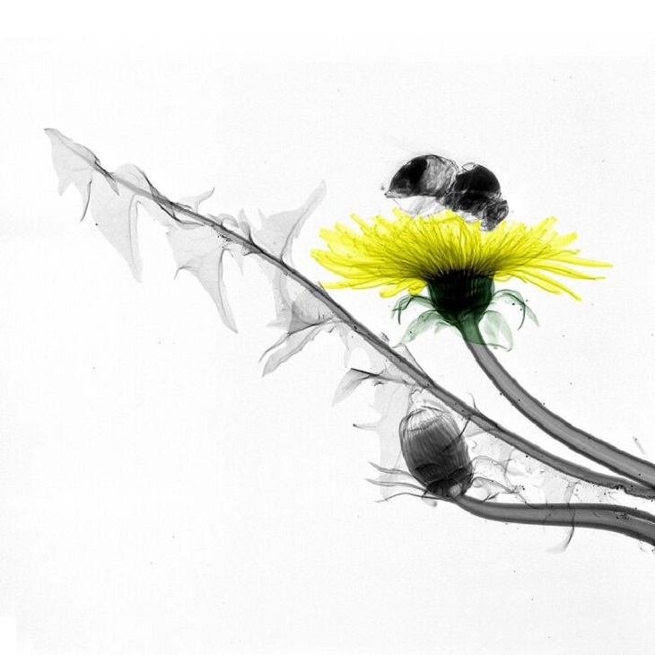 X-Rays of Nature, Bumblebee 
