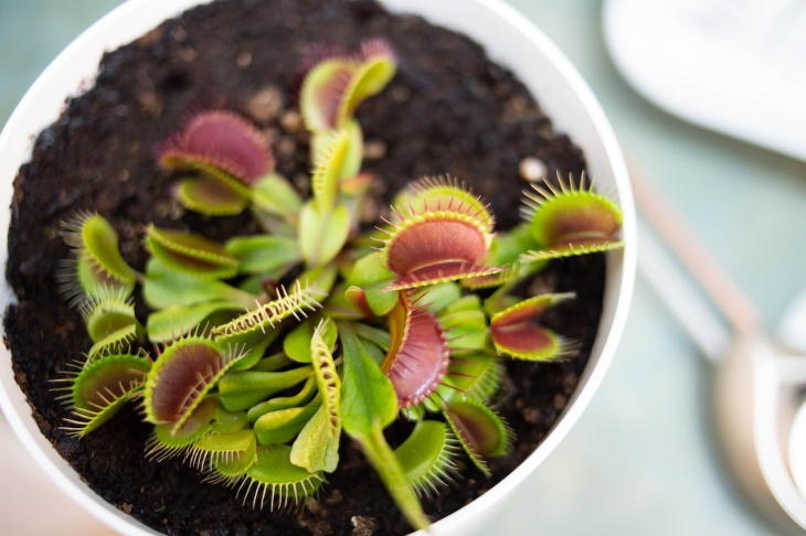 Temperamental Houseplants Venus flytrap (Dionaea muscipula)