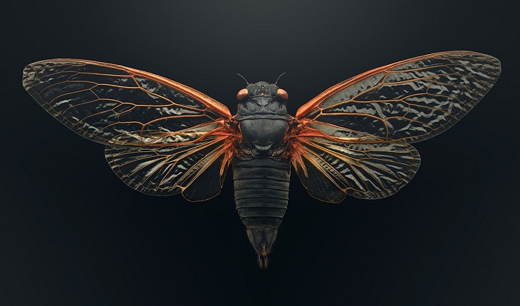 Macro Photos of Insects, cicada 