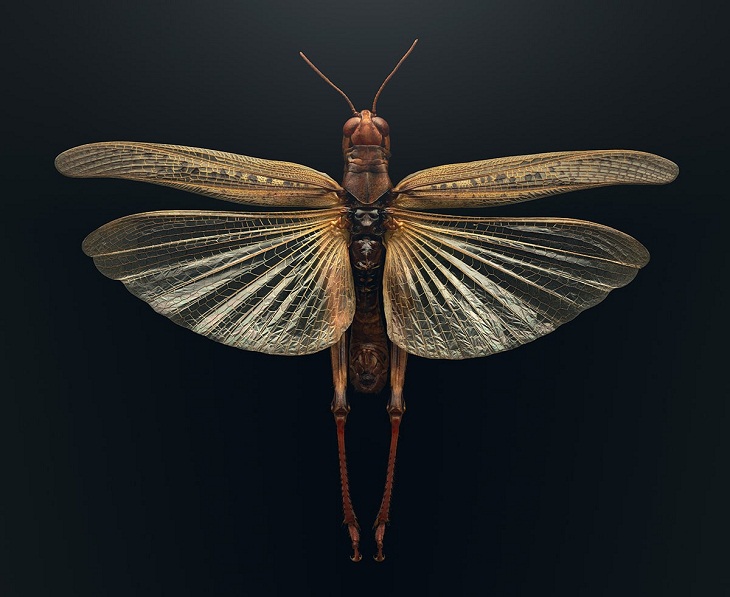 Macro Photos of Insects,  Rocky Mountain locust (Melanoplus spretus)