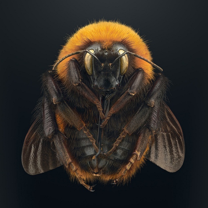Macro Photos of Insects, bumblebee 