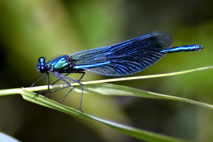 Unbelievable Facts dragonfly