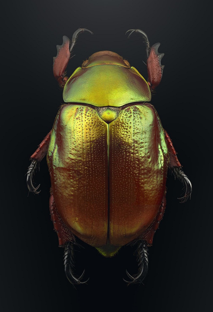 Macro Photos of Insects, beetle 