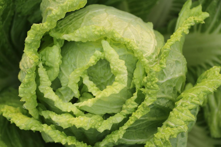High-Protein Vegetables Chinese cabbage